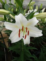 [5294 Castellani No02.JPG]